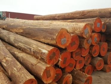 Eucalyptus Grandis Logs